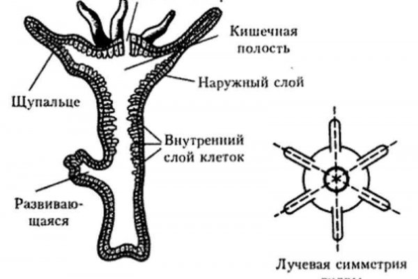 Ссылка на кракен тор kraken clear com